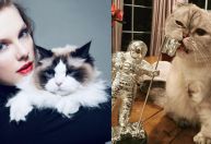 Taylor Swift tem gata avaliada em R$ 506 milhões