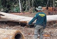 Ibama multa 242 pessoas por incêndios criminosos em 2024