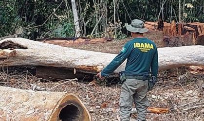 Ibama desmonta fraude de madeireiros na Amazônia e aplica multas milionárias