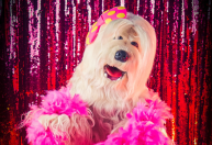 Musical de TV Colosso é anunciado para 2025; saiba mais