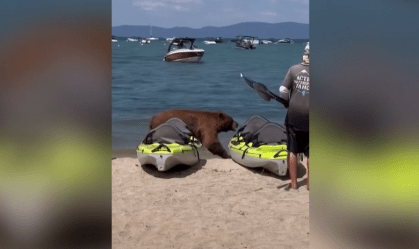 Vídeo: Urso surpreende banhistas em praia na Califórnia