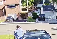 Vídeo: Ursa-negra e filhotes passeiam por bairro nos Estados Unidos