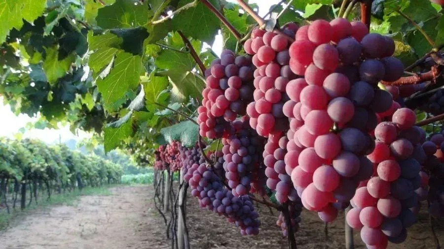 Imagem de destaque do post: Exportação de frutas não deve sofrer com salvaguardas da UE