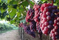 Exportação de frutas não deve sofrer com salvaguardas da UE