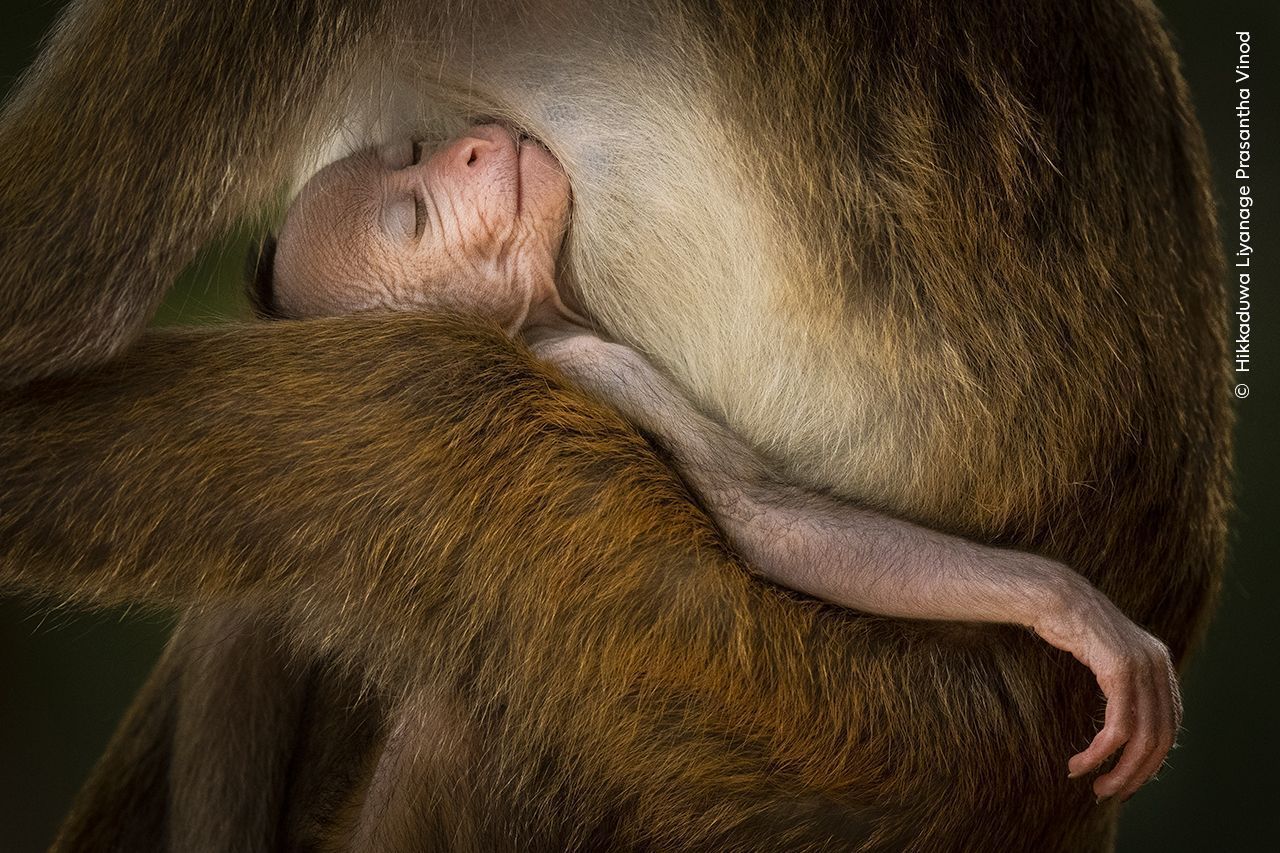 Imagem de destaque do post: Fotógrafo de Vida Selvagem de 2024: veja fotos vencedoras