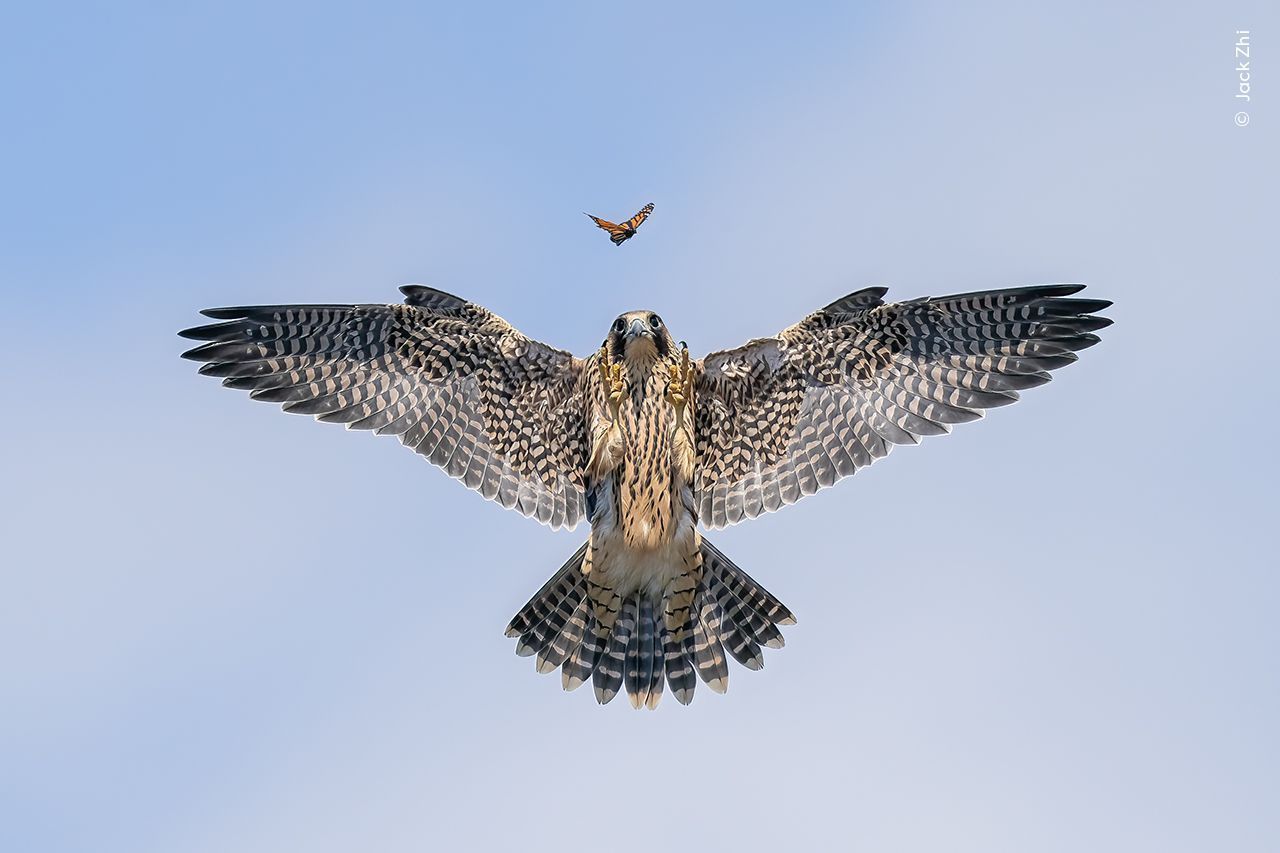 Imagem vencedora da categoria "Comportamento: Aves"
