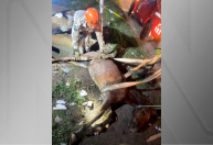 Cavalo caído em bueiro é resgatado em ação que durou mais de 2 horas no RJ