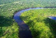 Desmatamento cai 32,4% no Brasil em 2024, mostra estudo