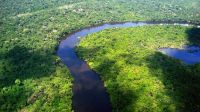 Desmatamento cai 32,4% no Brasil em 2024, mostra estudo
