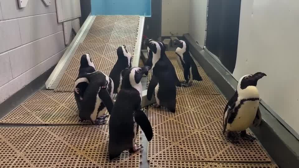 Florida aquarium moves penguins to higher floor ahead of hurricane