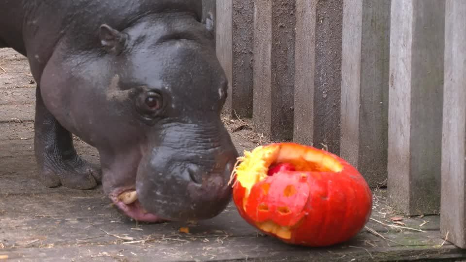 Belgian zoo animals get pumpkin treats to celebrate Halloween