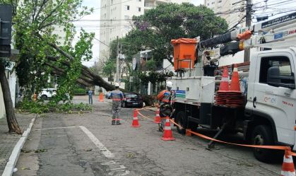 Enel, prefeitura e governo federal divergem sobre alçada para podar árvores em São Paulo