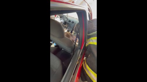 Animal foi resgatado e levado por técnicos da Secretaria de Meio Ambiente