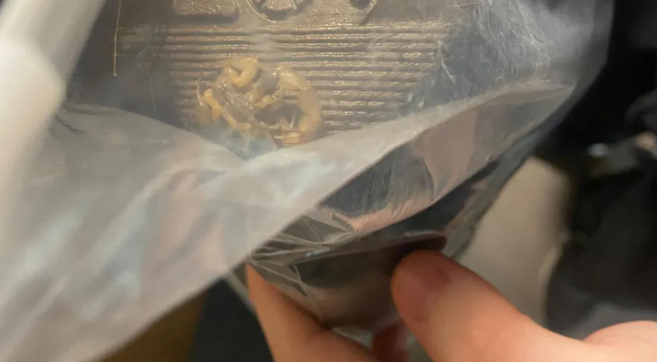 Escorpião encontrado em pacote da Shein