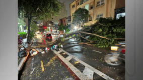 Árvore interditou a Rua Martim Francisco, em Santa Cecília, região central da capital