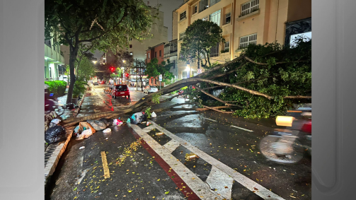 Árvore interditou a Rua Martim Francisco, em Santa Cecília, região central da capital