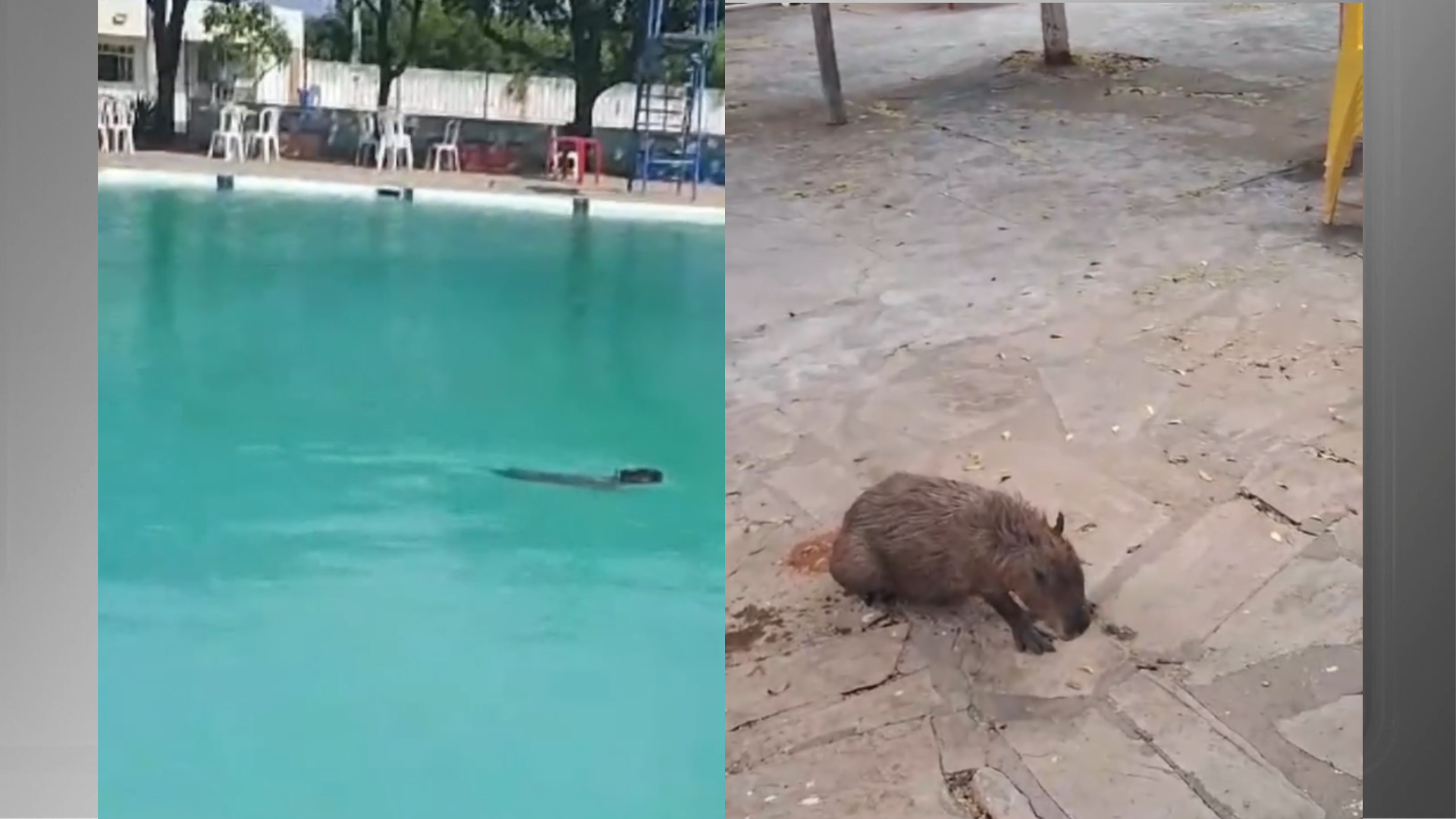 Capivara na Piscina