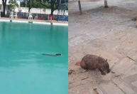 Sob calor de 33ºC graus, capivara entra na piscina para se refrescar na Bahia