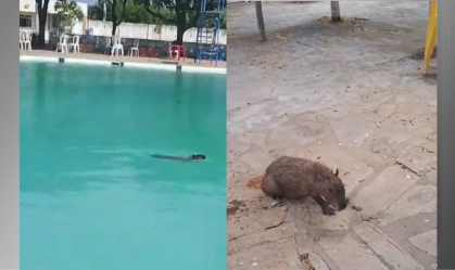 Sob calor de 33ºC graus, capivara entra na piscina para se refrescar na Bahia