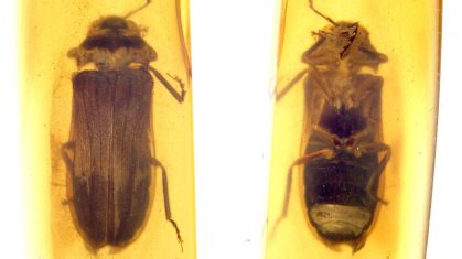 Cientistas identificaram uma espécie de vaga-lume antiga até então desconhecida — chamada Flammarionella hehaikuni — a partir de um fóssil de 99 milhões de anos encontrado em âmbar birmanês