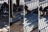 RS: tutora de cão que atacou mulher vira ré por tentativa de homicídio