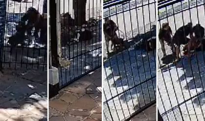 Mulher é atacada por PitBul em Porto Alegre
