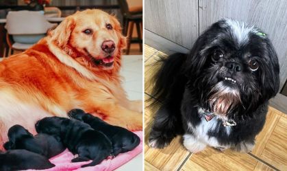 Shih Tzu que engravidou Golden Retriever conhece filhotes em SC; entenda história