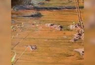 Vídeo: família se depara com cobra gigante em rio de fazenda em Goiás