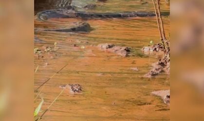 Vídeo: família se depara com cobra gigante em rio de fazenda em Goiás