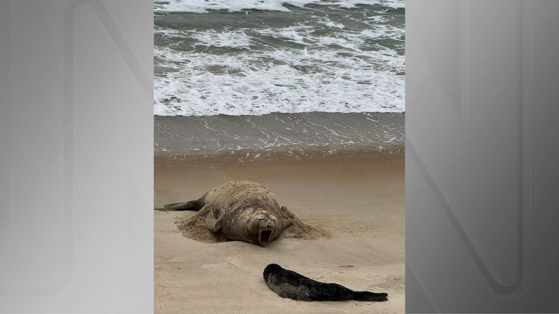 Filhote de elefante-marinho nasceu em praia de Garopaba (SC)