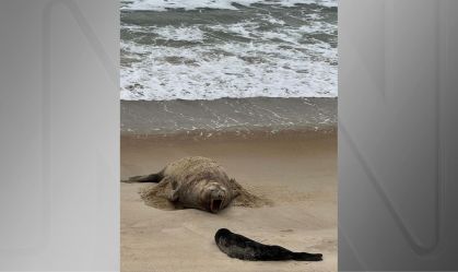 Vídeo: em registro inédito, elefante-marinho dá à luz a filhote em praia de SC