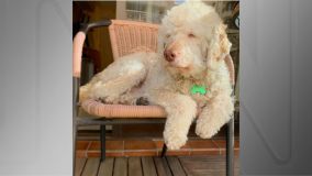 Bartho era definido pelo seu tutor como um &quot;poodle lata&quot;