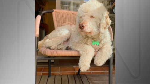 Bartho era definido pelo seu tutor como um &quot;poodle lata&quot;