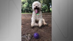 Bartho tinha cerca de 10 anos, segundo tutores