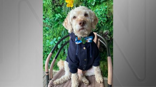 O cachorro Bartho, que morreu eletrocutado após tocar em um fio energizado em São Paulo