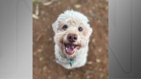 Bartho era definido pelo seu tutor como um &quot;poodle lata&quot;