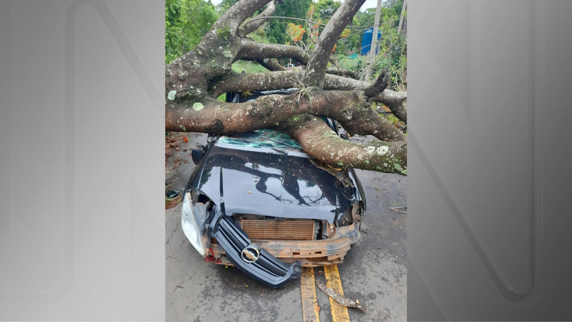Vítima morreu depois que carro foi atingido por árvore no interior de SP