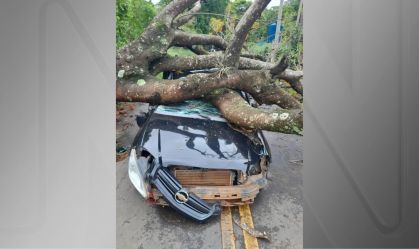 Vítima morreu depois que carro foi atingido por árvore no interior de SP