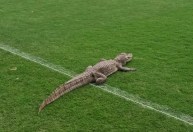 Jacaré invade campo de CT do Vasco, e torcedores reagem; veja vídeo