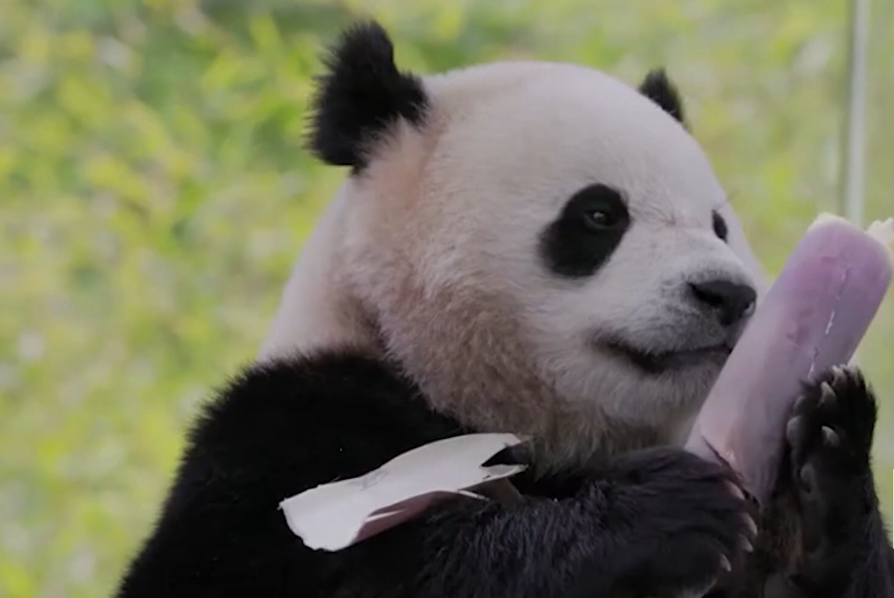 Dois pandas gigantes chegam ao National Zoo. • Smithsonian National Zoo