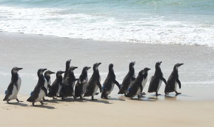 Mais de 70 pinguins são devolvidos ao mar após serem resgatados em SC