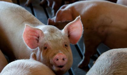 IA decifra grunhidos de porcos para apontar suas emoções