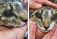 Gata tem olhos queimados por solda cáustica e colados com cola de madeira no PI