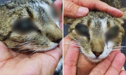 Imagem de destaque do post: Gata tem olhos queimados por solda cáustica e colados com cola de madeira no PI