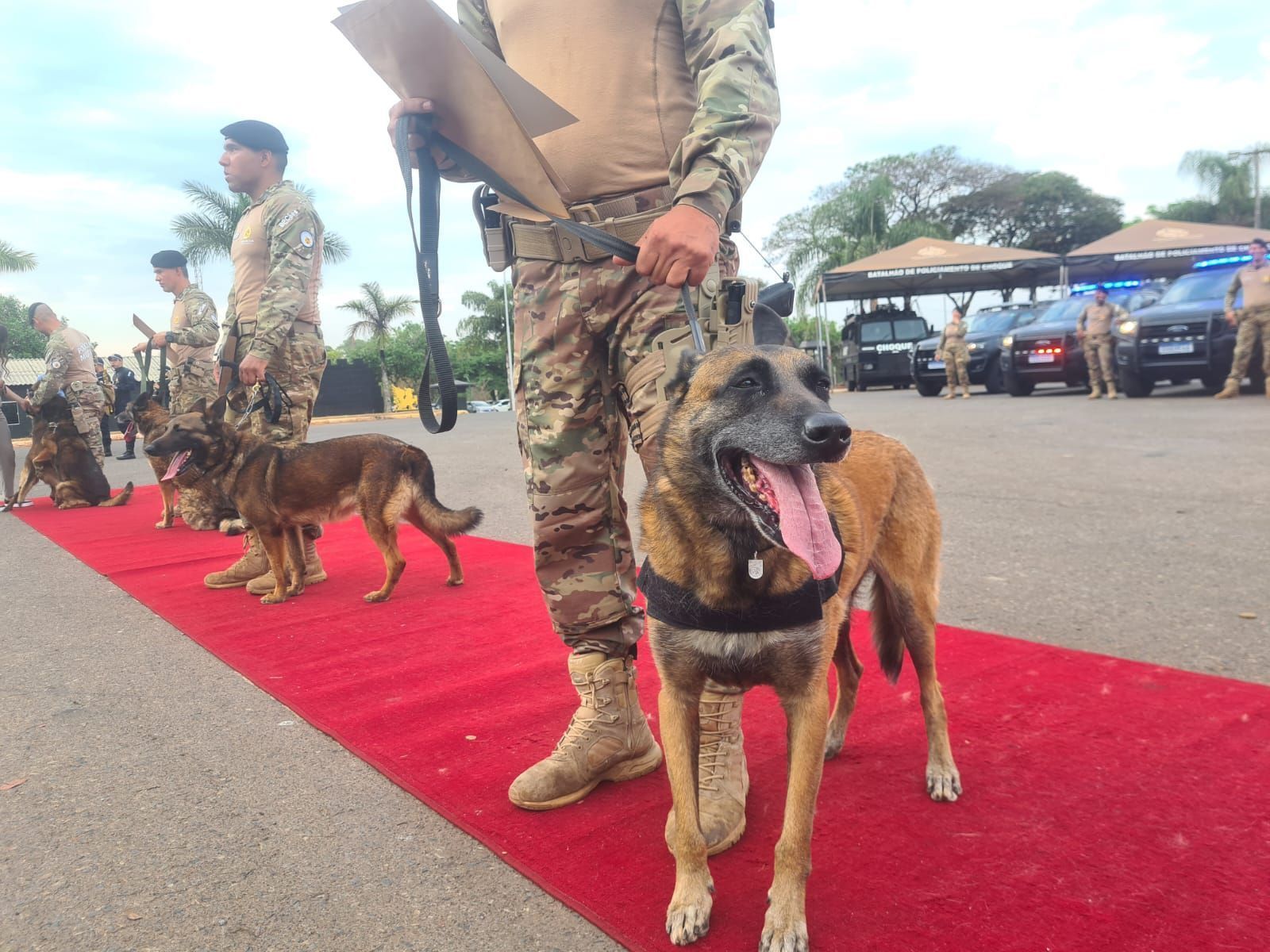 “Cães heróis” se aposentam após anos de trabalho policial