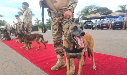 Veja quem são os "cães heróis", que se aposentam após anos de trabalho policial
