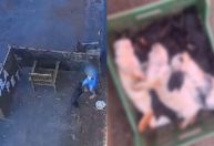 Criança de 9 anos invade fazendinha e mata 23 animais no Paraná