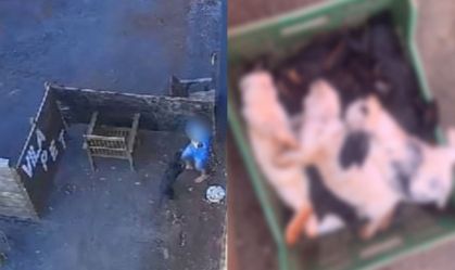 CRIANÇA MATA ANIMAIS