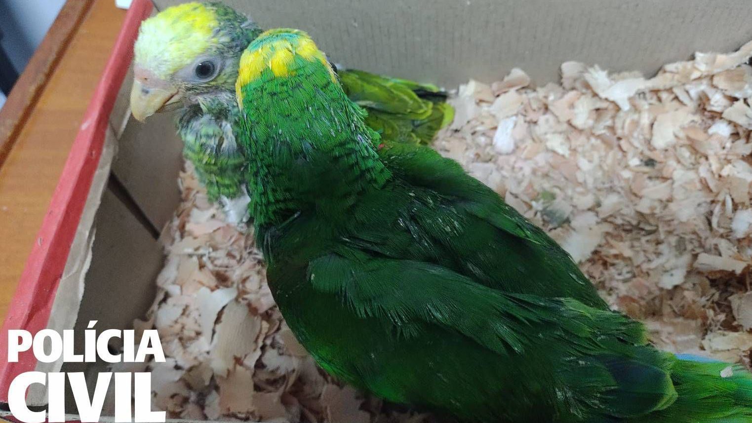 aves silvestres MG