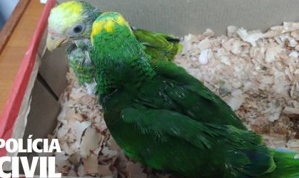 aves silvestres MG